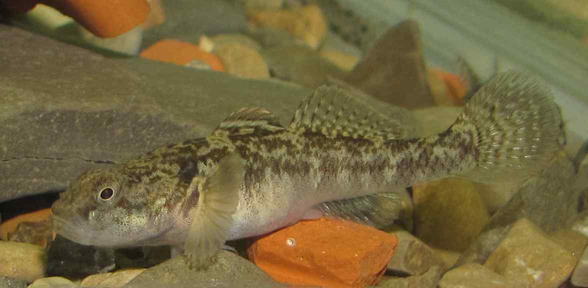 Riproduzione Padogobius in acquario